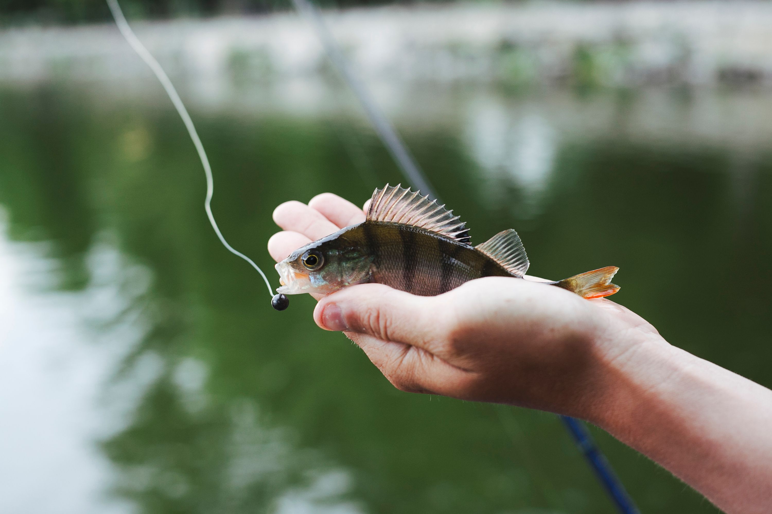 How To Hook Live Bait In East Dundee